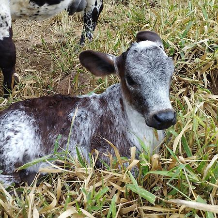 Вілла Rancho Maria Pimenta Жуанополіс Екстер'єр фото